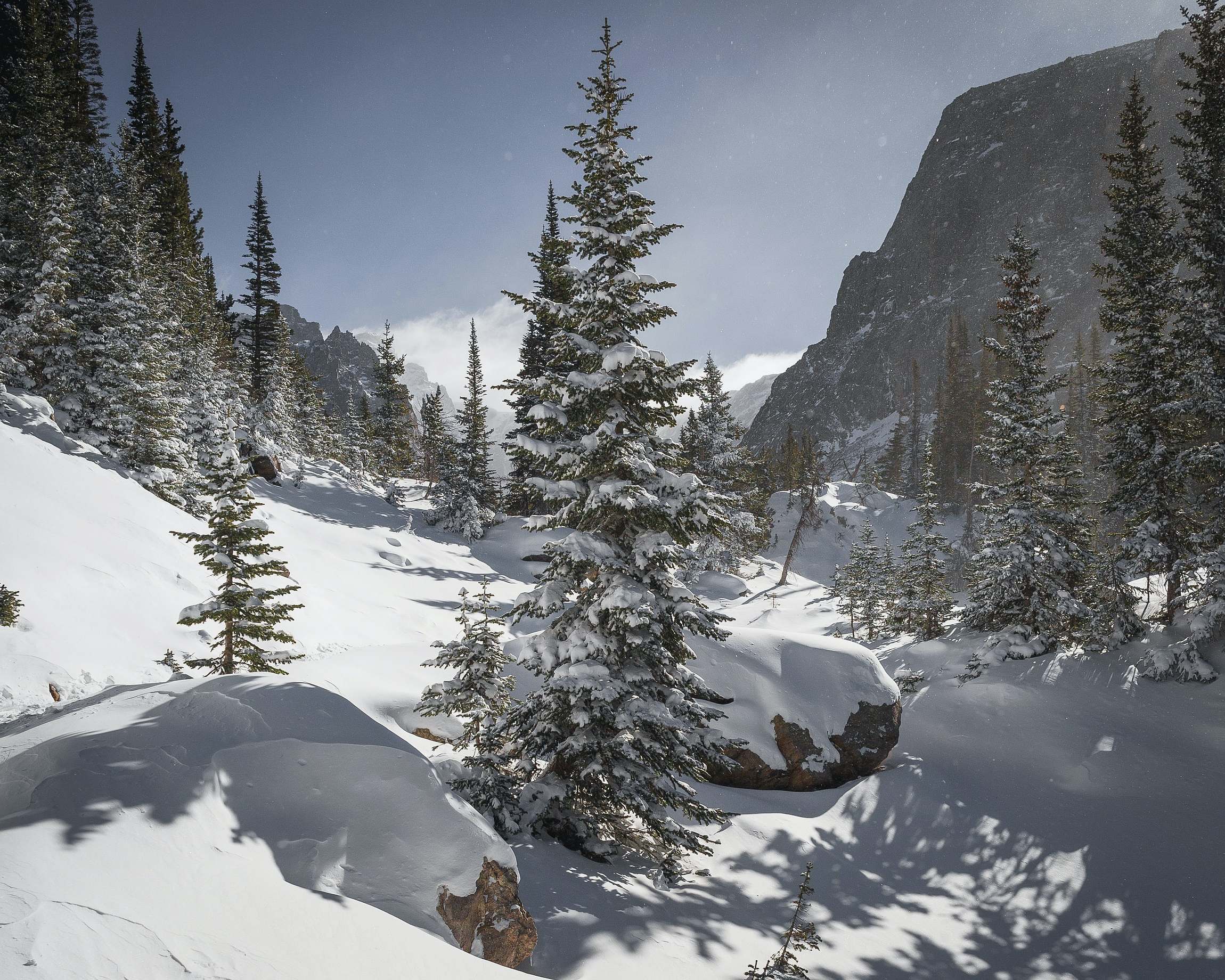 Mountain Pine Trees Covered With Snow Under Blue Sky Rocky Mountain