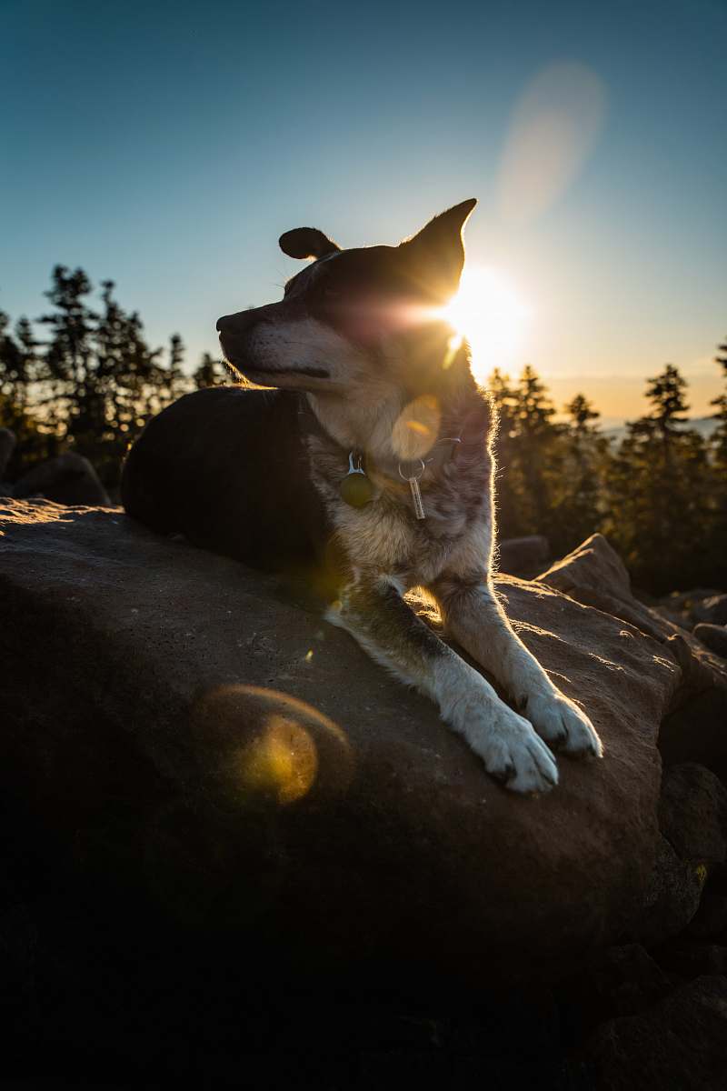  adult short-coated black and beige dog on rock 