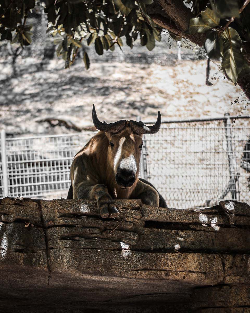  brown cattle beside tree 