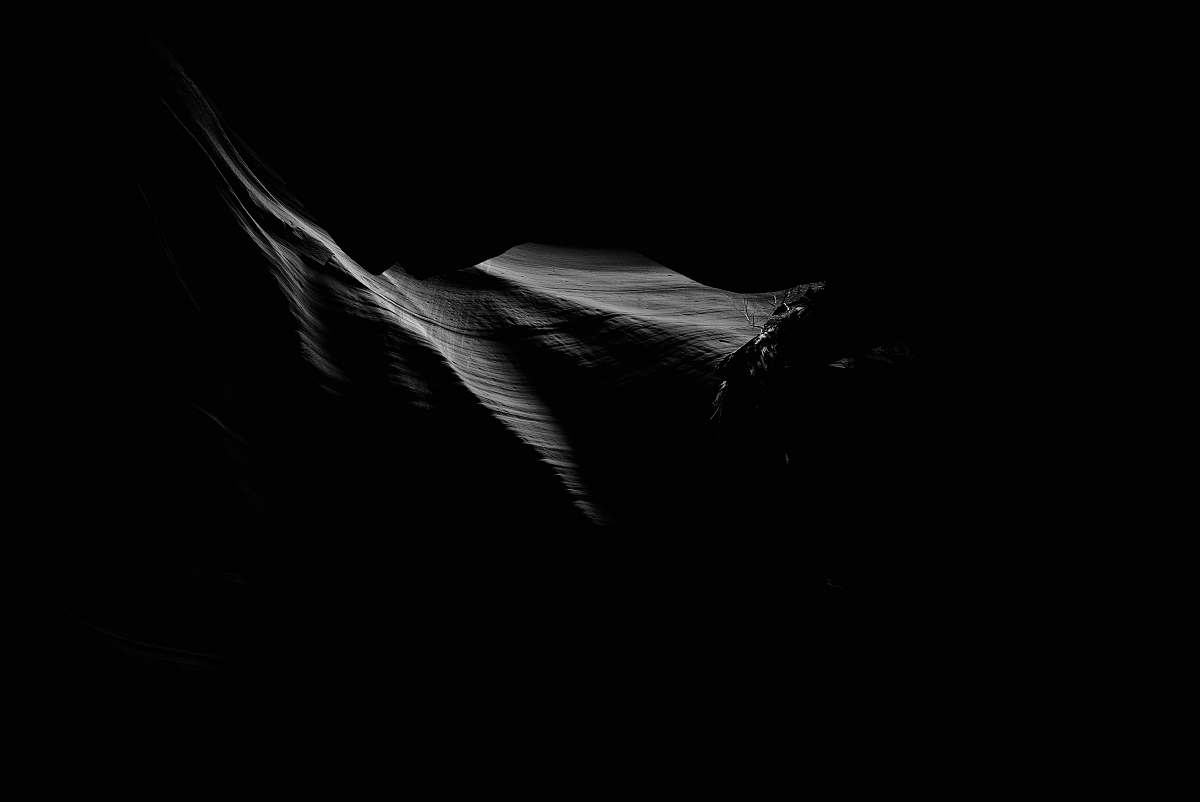 black-and-white  bat