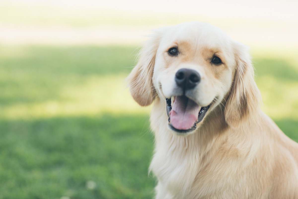 dog adultgolden retriever pet