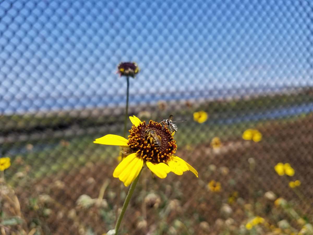 apidae bee on yellow petaled flower bee
