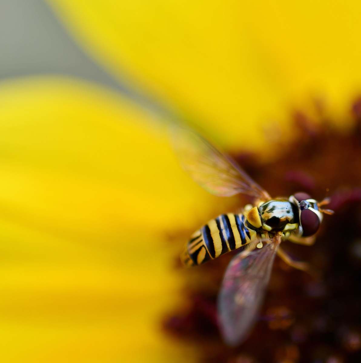 andrena bee pollinating flower bee