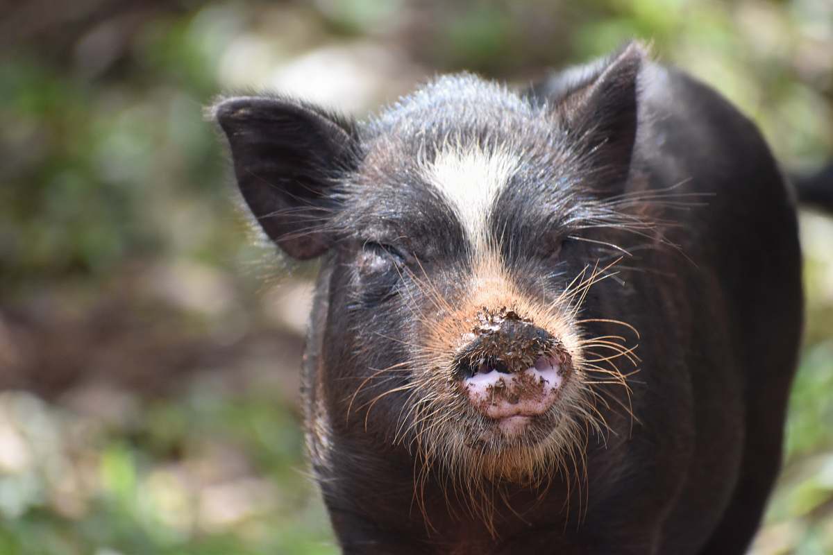 mammal black and white piglet on green grass during daytime pig