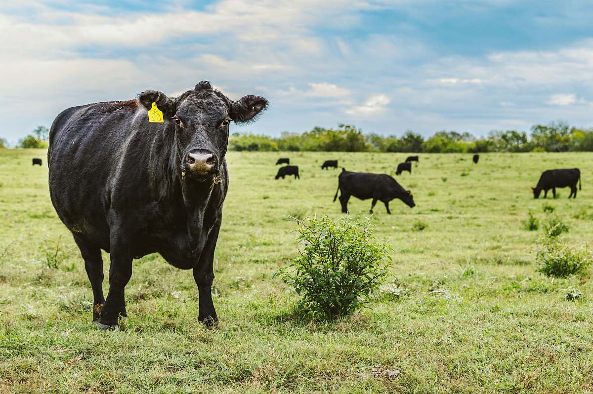 cattle black cattle on green grass field cow