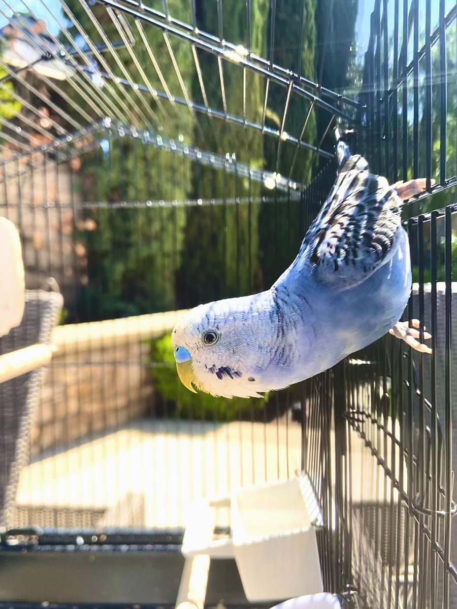 bird blue and yellow bird in cage california