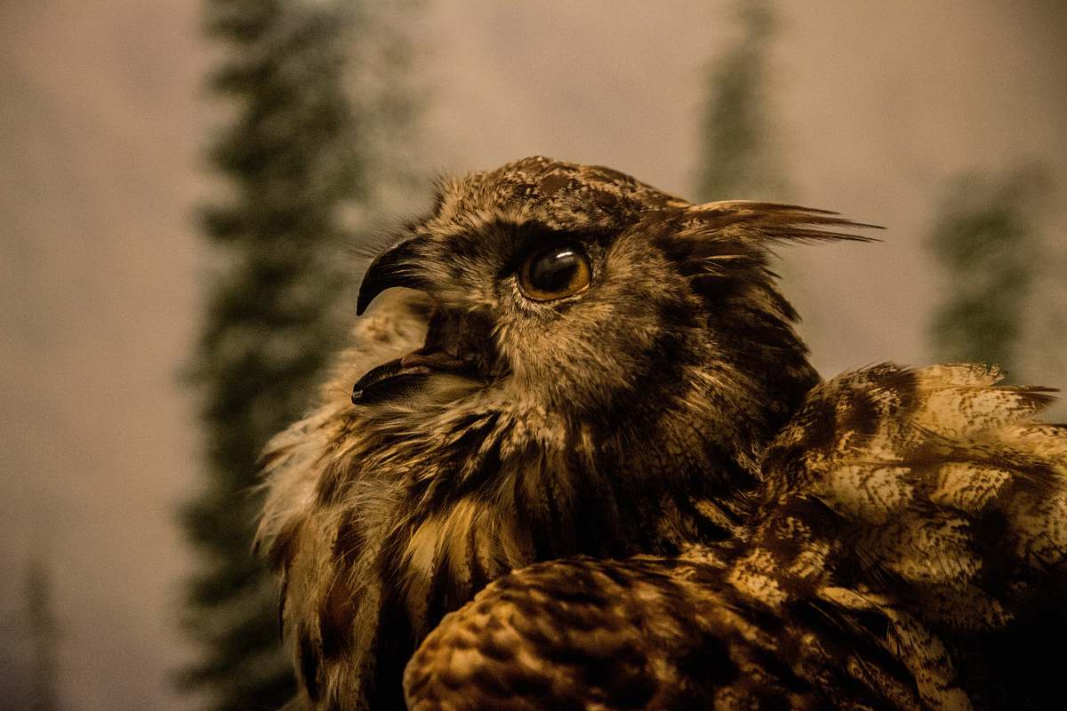 hawk brown bird bird