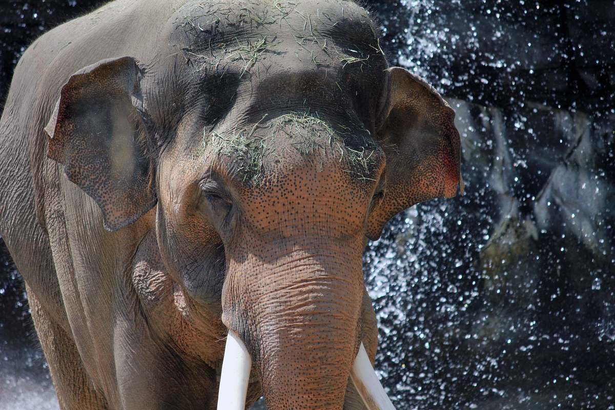 elephant brown elephant closeup photography wildlife