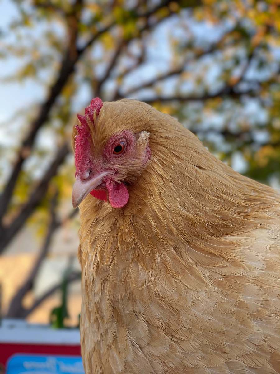 bird brown hen in tilt shift lens chicken