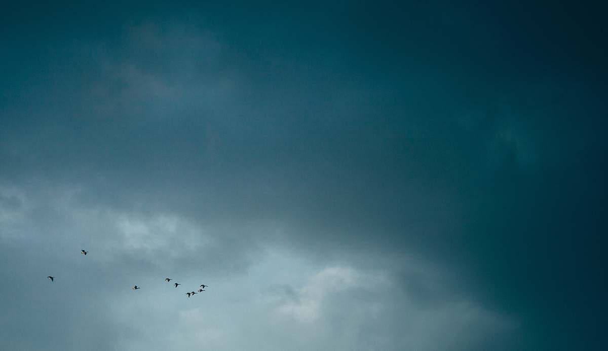 bird flock of bird flying during daytime flying