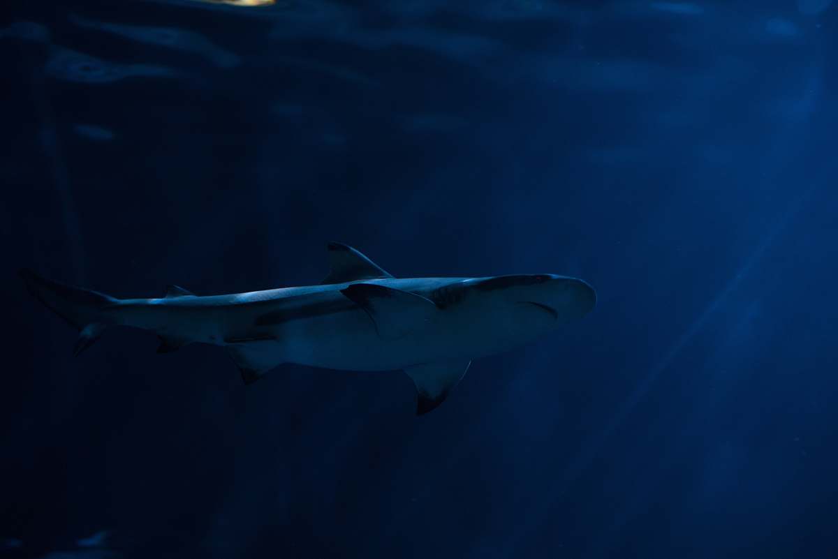 fish gray shark in body of water chicago