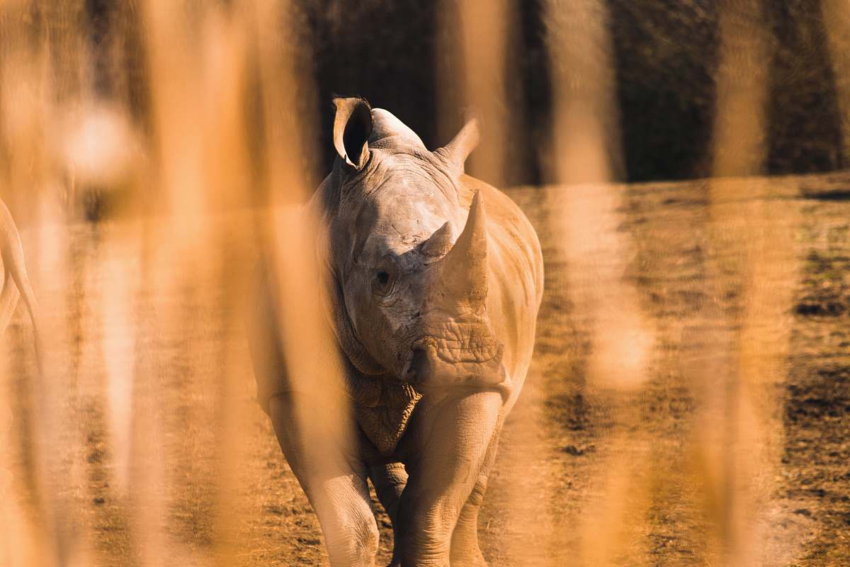 wildlife shallow focus of rhinocerus rhino