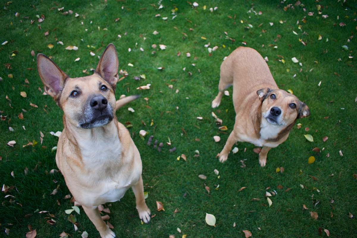 dog two brown dog standing on green grass canine
