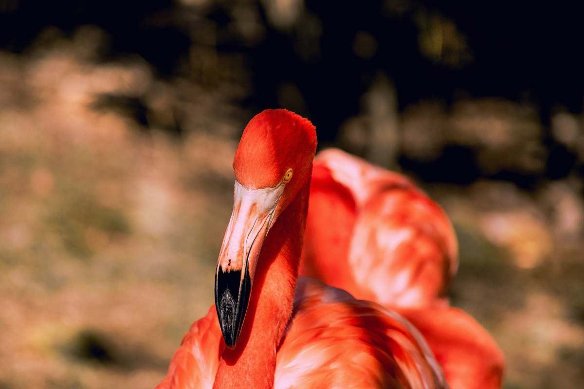 flamingo willdlife photography of flamingo bird