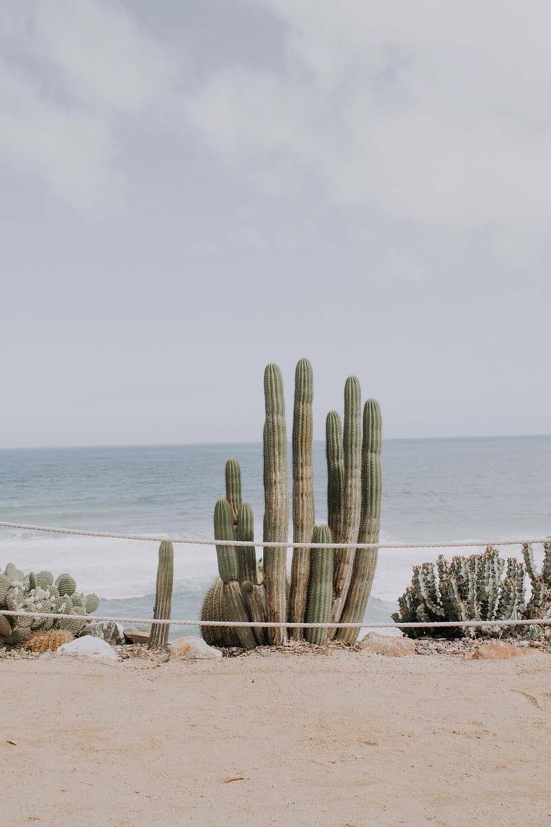 sea cactus on shore under cloudy sky cactus