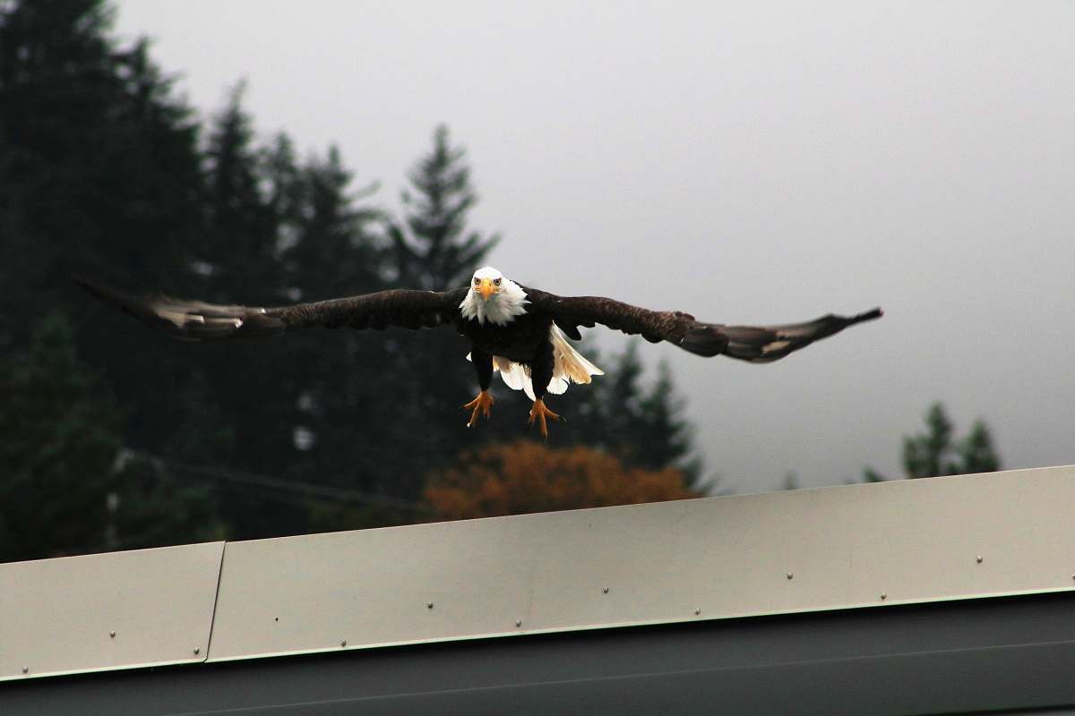 eagle bald eagle flora