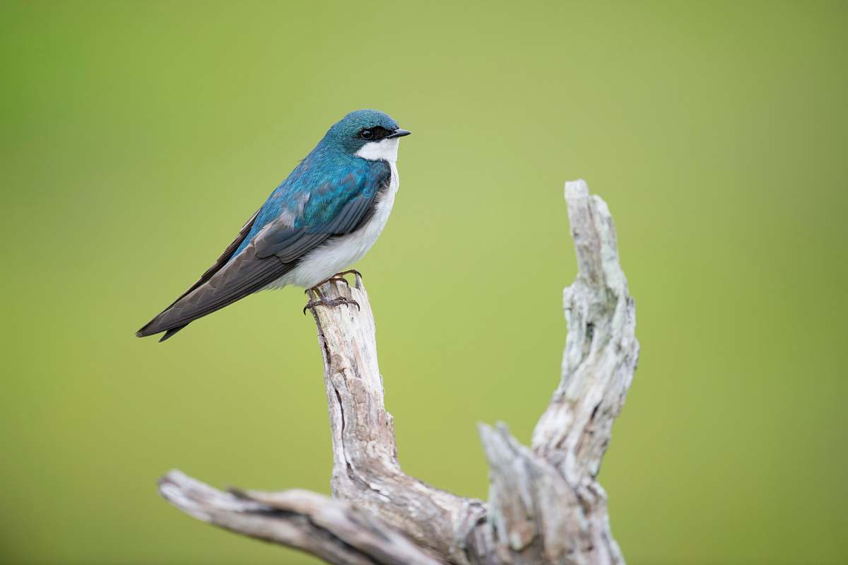 animal blue and white bird on tree branch swallow