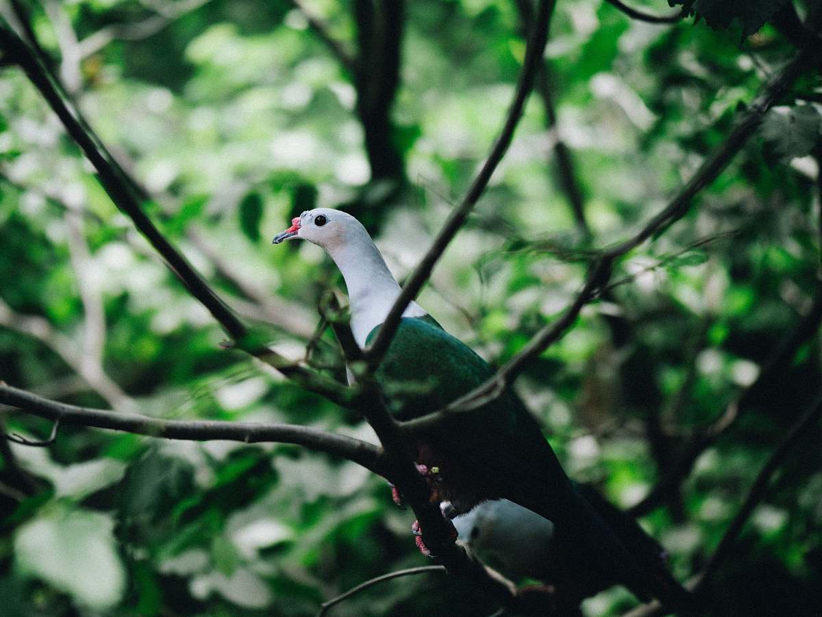 animal green and white bird perching on tree branch during daytime dove