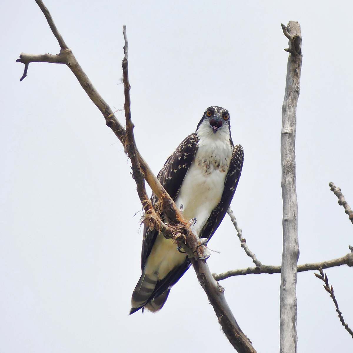 animal white and brown bald eagle on brown tree branch during daytime buzzard