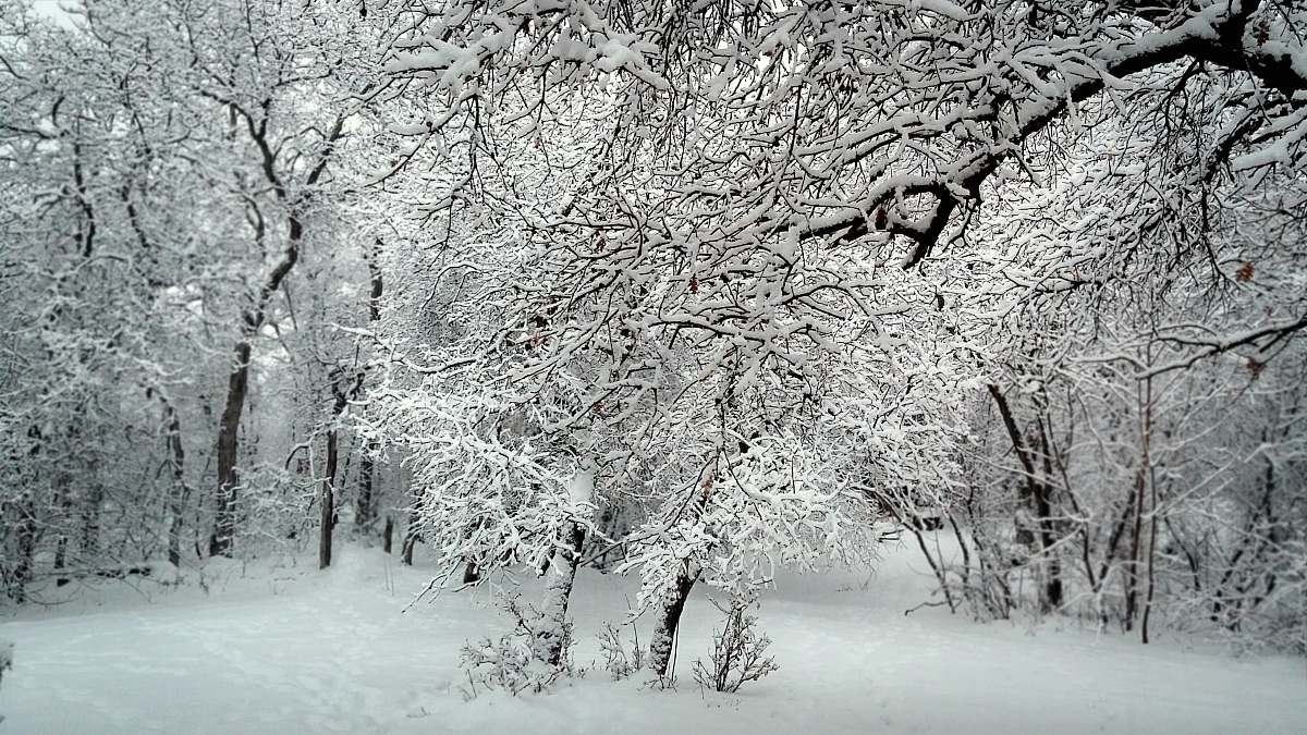 grey snow covered trees during daytime snow