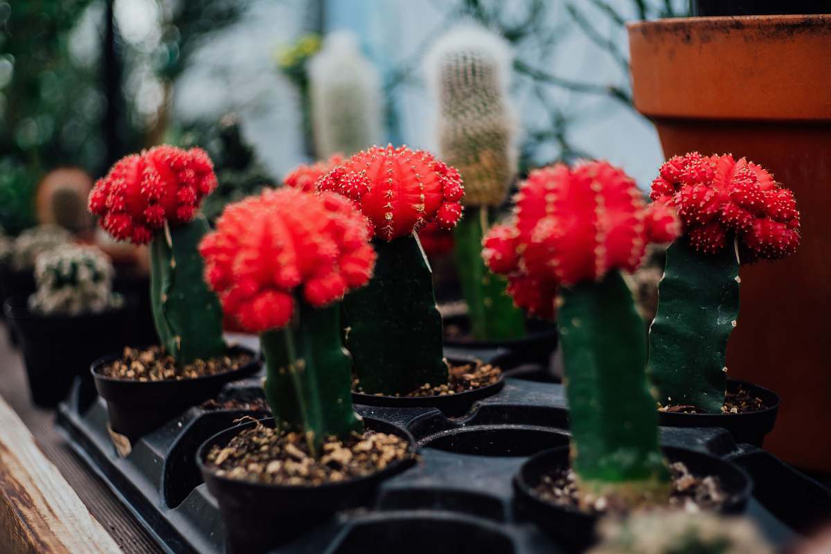 carnation cactus on shallow focus lens flora