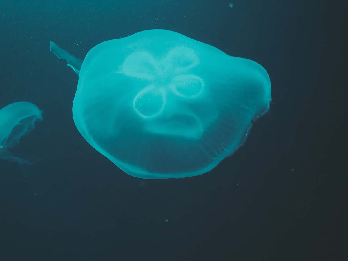 animal blue jellyfish in black background sea life