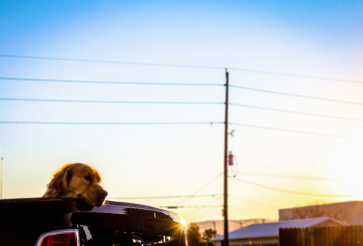 vehicle dog on vehicle grand junction