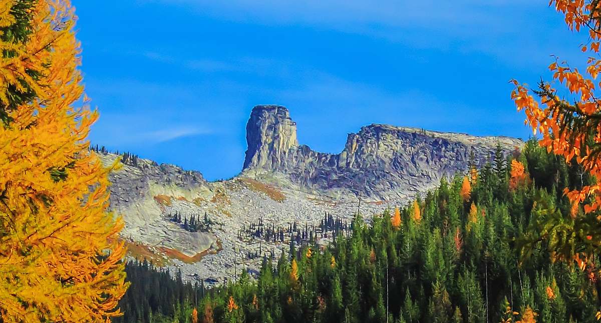 flora green trees overlooking mountain larch