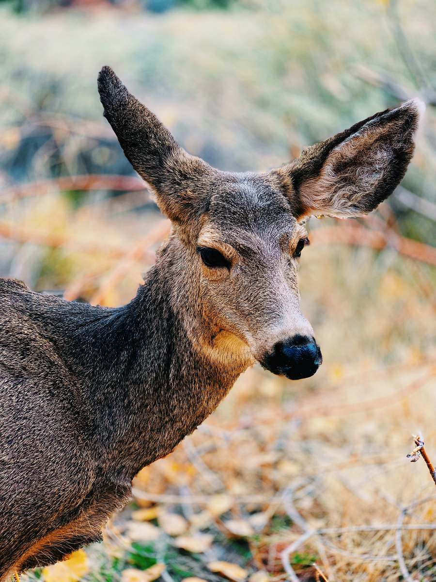 animal brown and gray deer wildlife