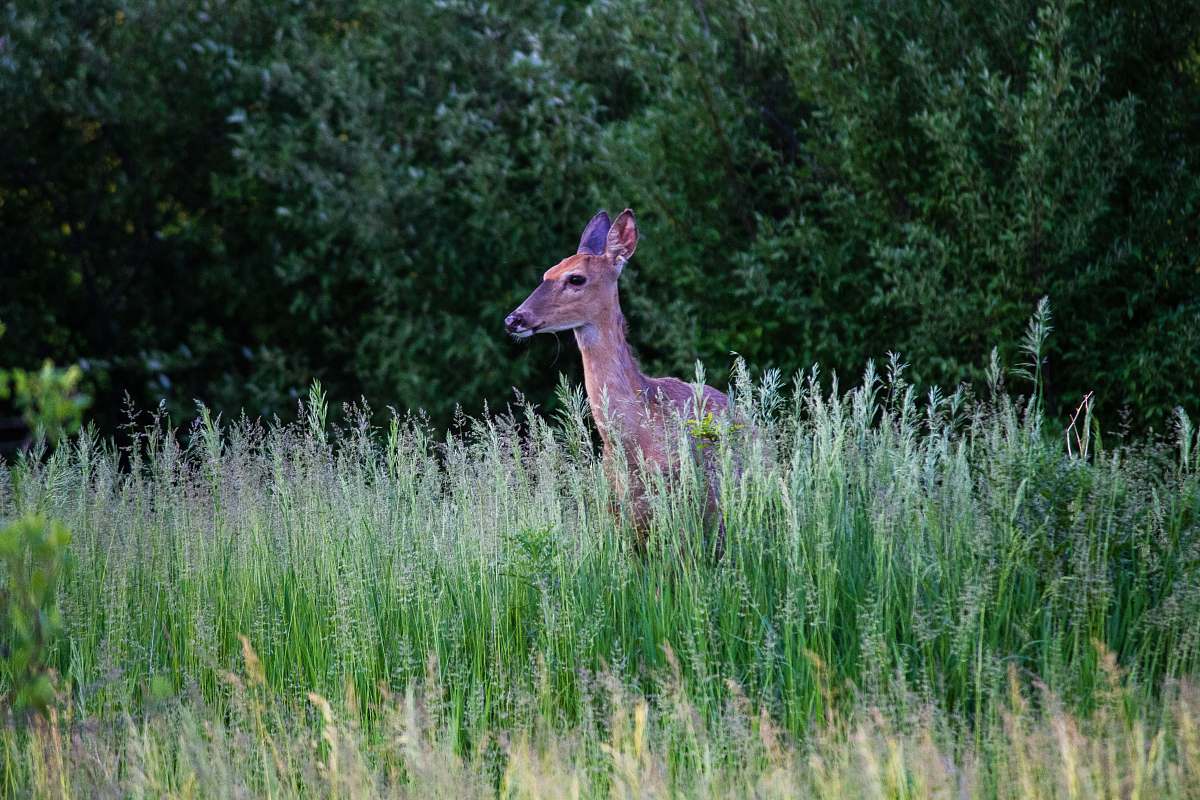 wildlife brown deer in green field near trees animal