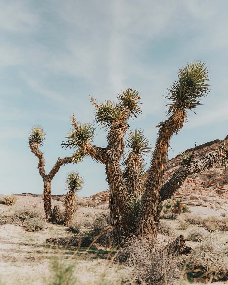 plant green leafed tree joshua tree national park