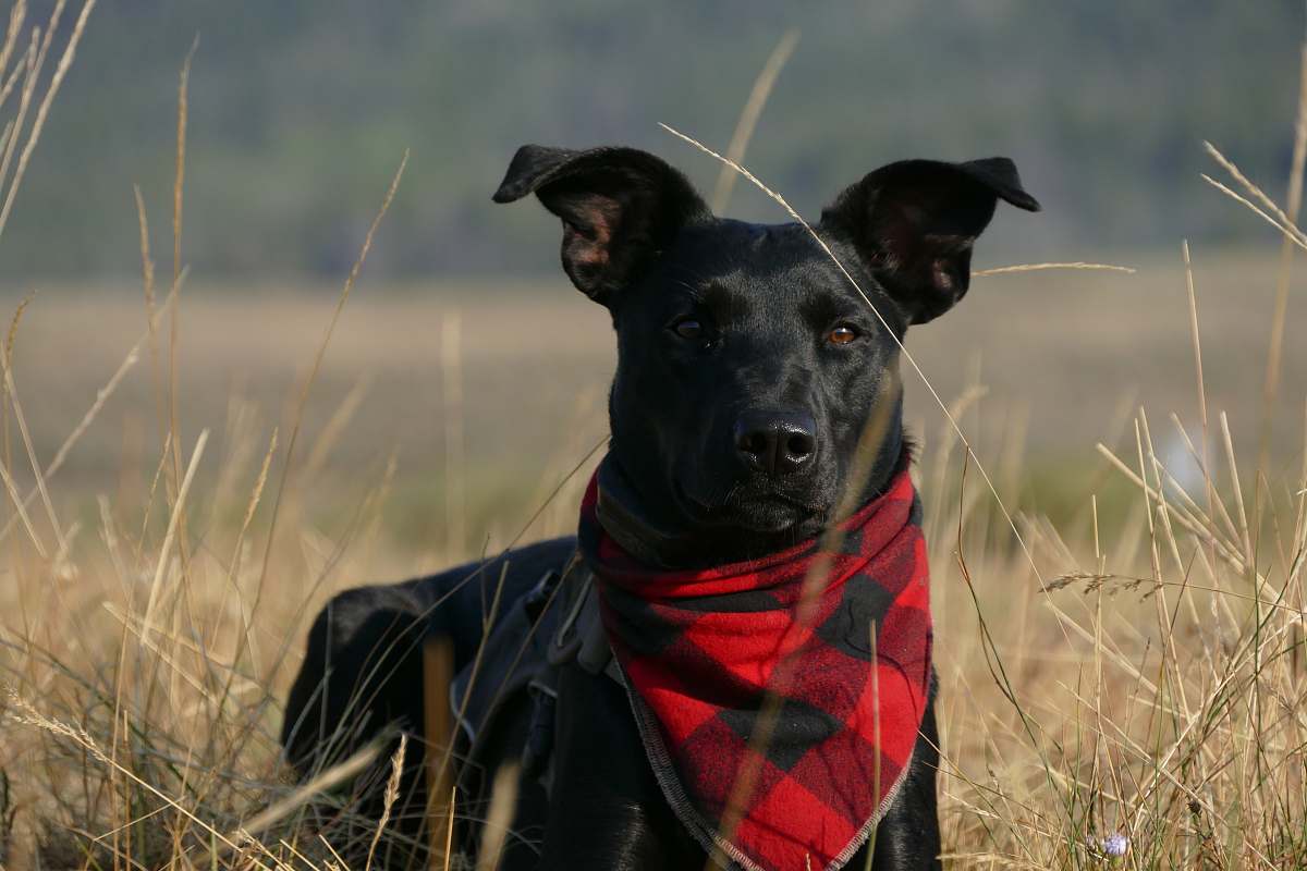 pet black dog with scarf standing on grass field pinedale