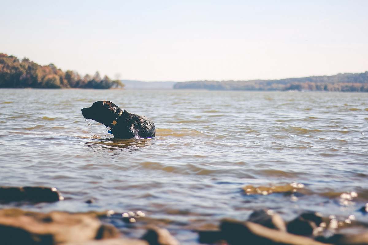 water black Labrador dog on body of water animal