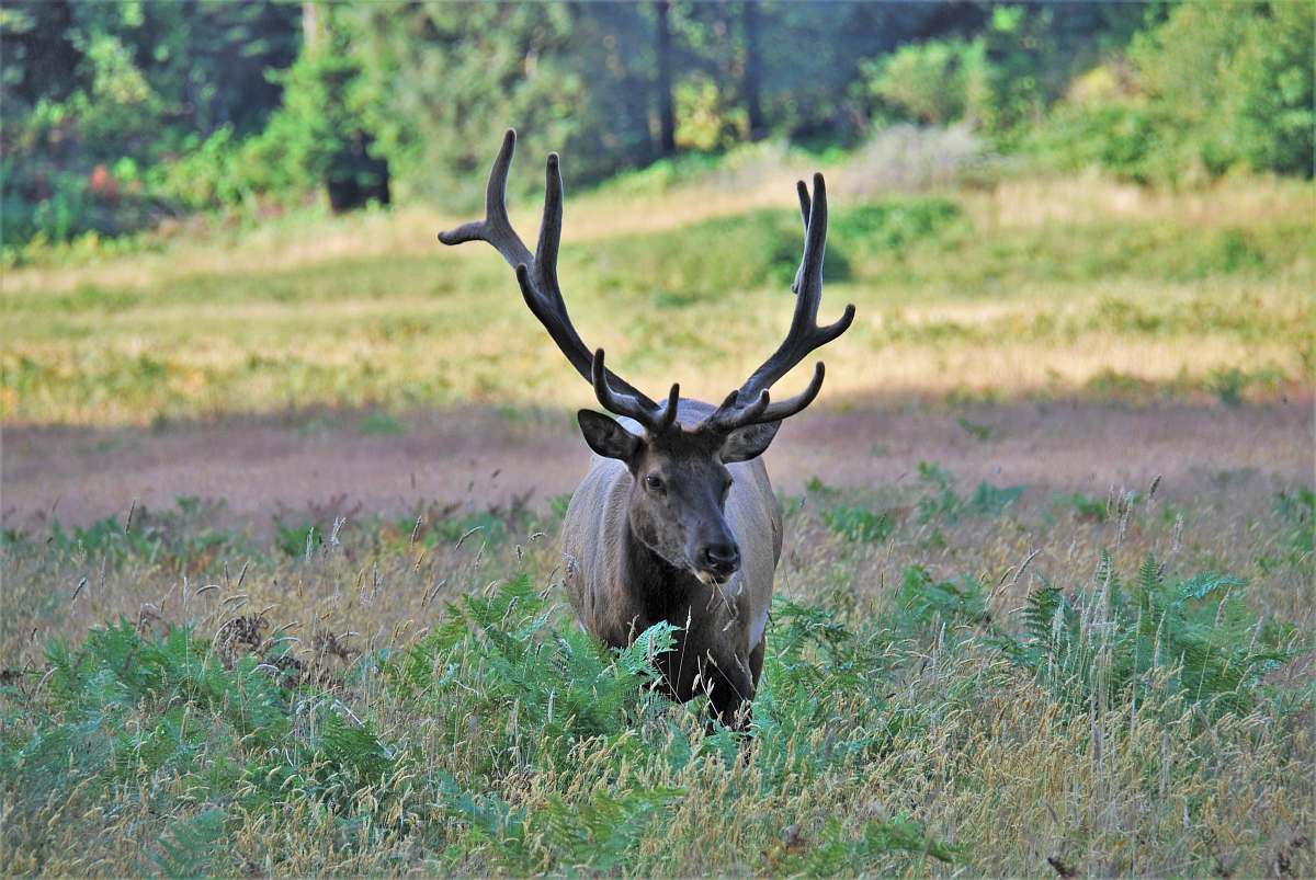 deer brown buck on green grass field prairie creek redwoods state park