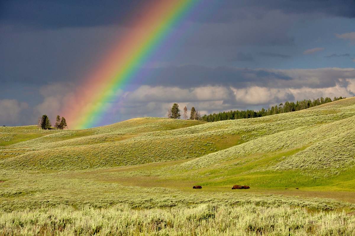 rainbow rainbow near green grass ranges yellowstone national park