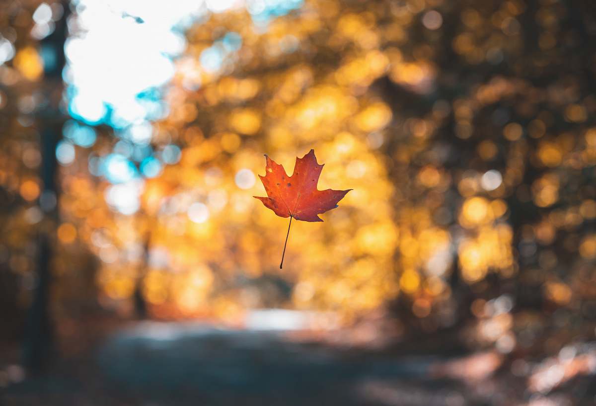 leaf orange maple leaf on selective focus photography maple leaf
