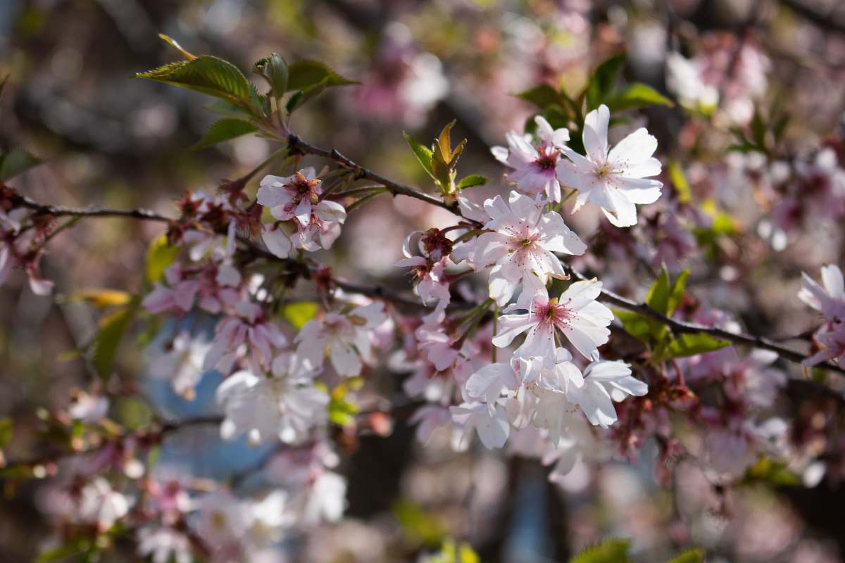 blossom white-and-pink petaled flowers cherry blossom