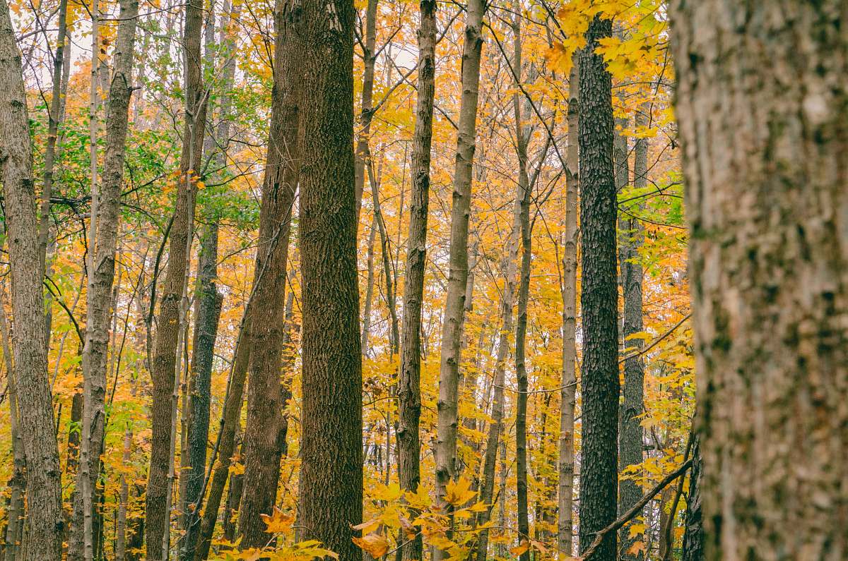 tree yellow and green forest during daytime birch