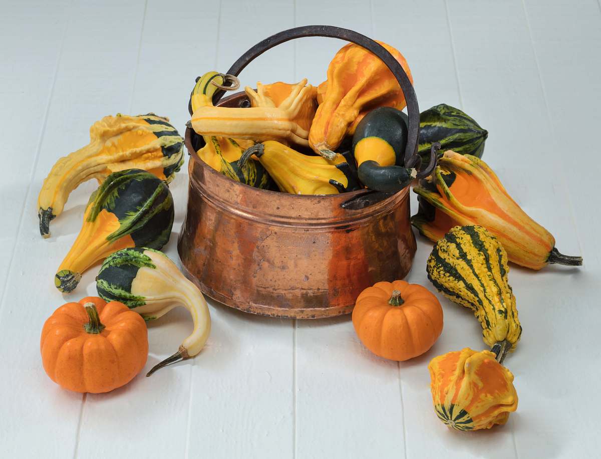 food yellow pumpkin lot plant