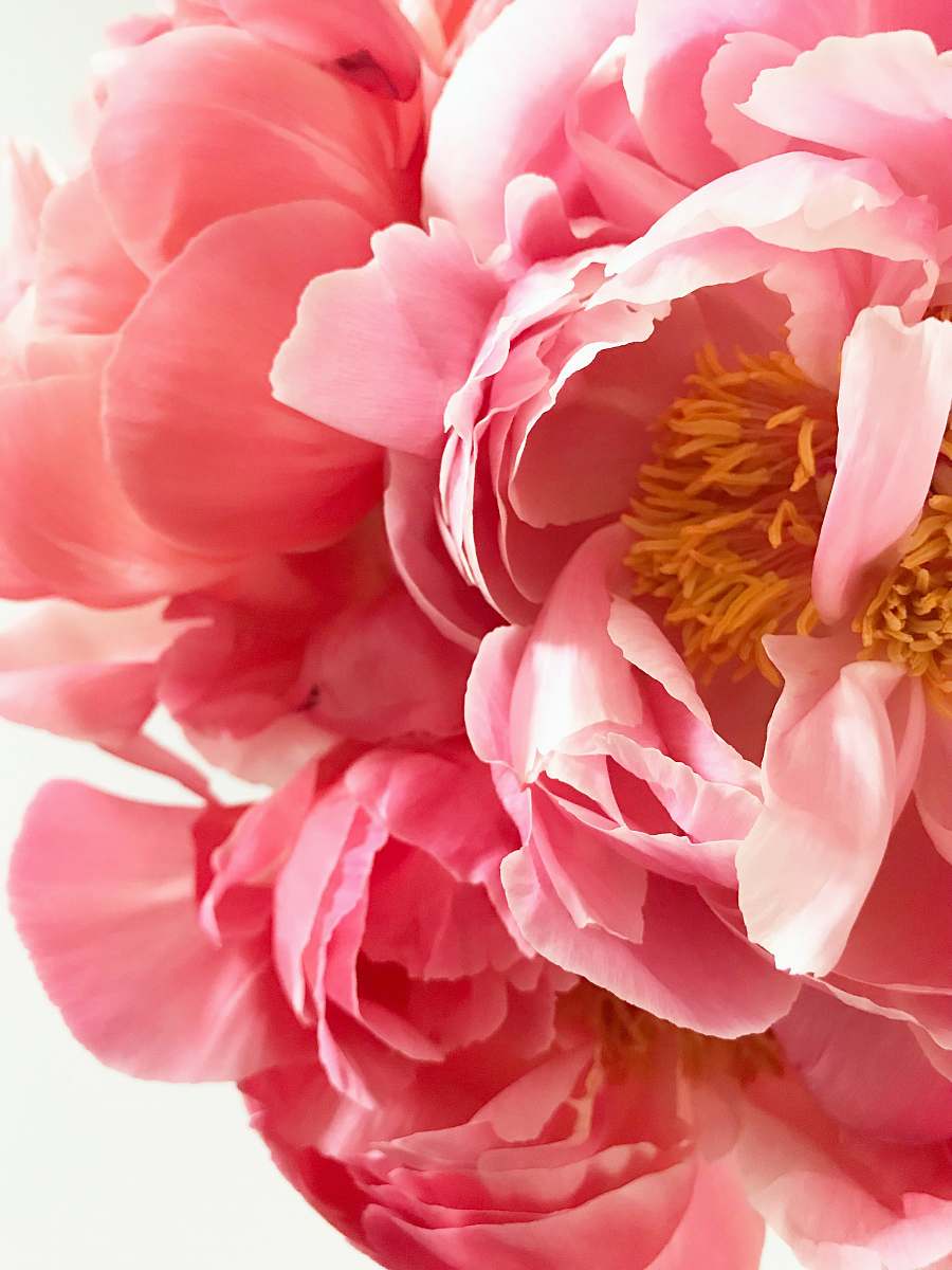 peony pink clustered-petal flower blossom