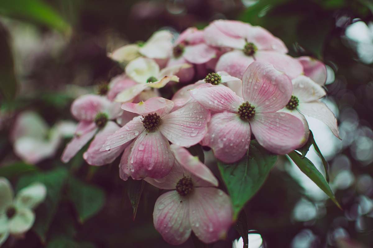 plant pink-petaled flower geranium