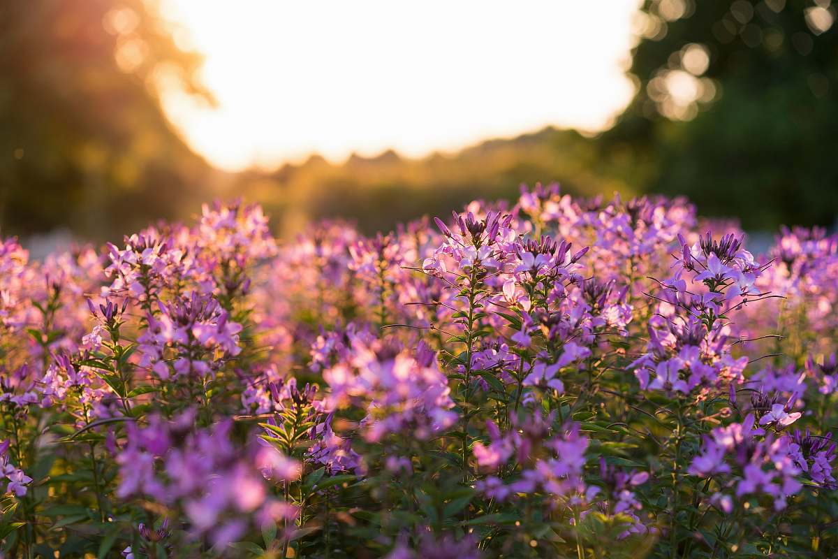 plant purple petaled flowers selective focus photography lexington