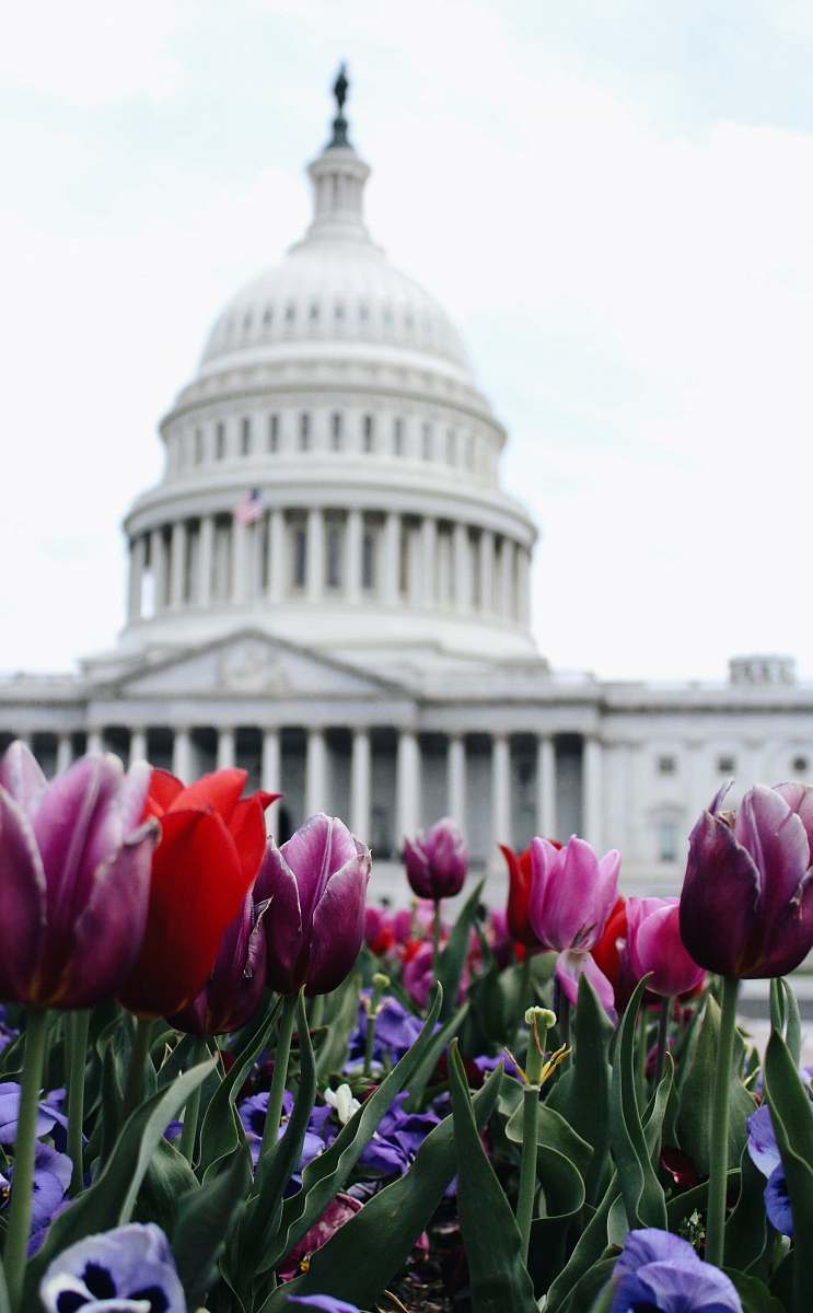blossom Washington DC landmark flora