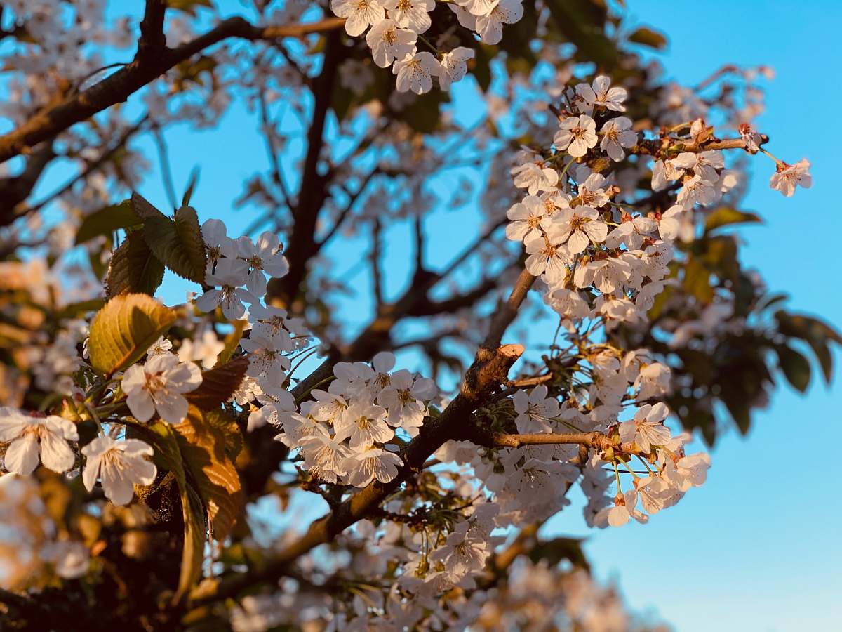 blossom white cherry blossom in bloom during daytime plant