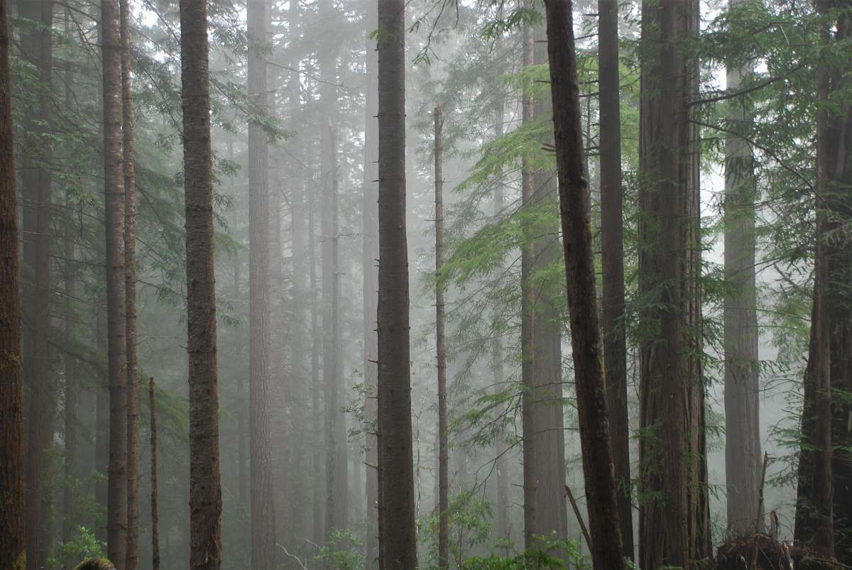 nature forest covered with fog flora