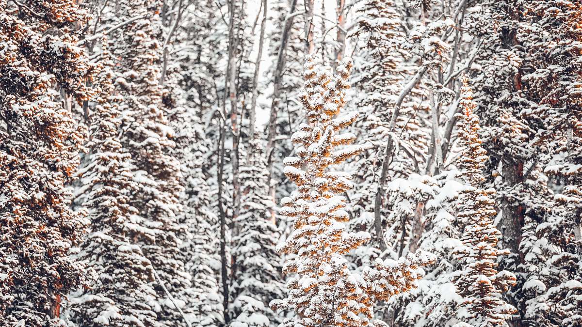 ice snow covered trees at daytime snow