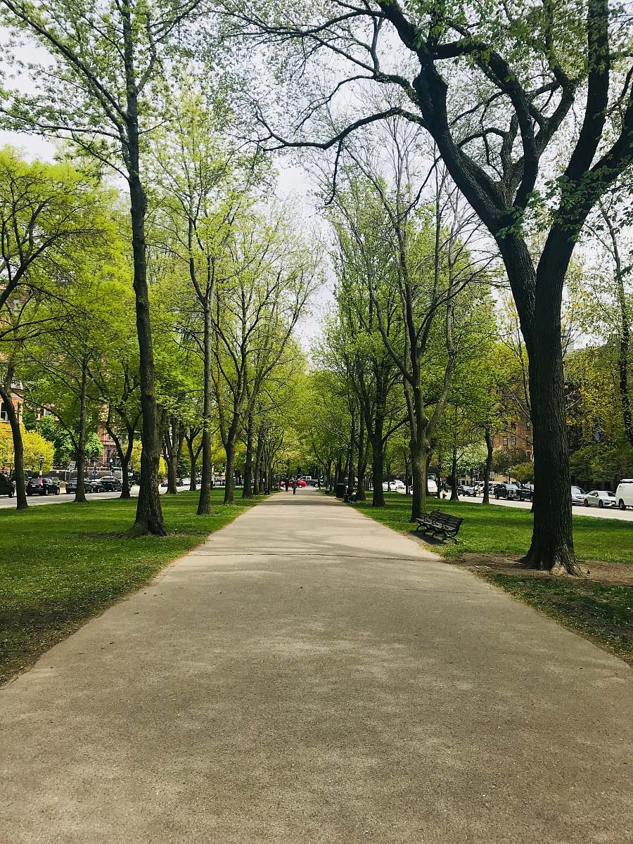 plant gray concrete pathway between green trees during daytime path