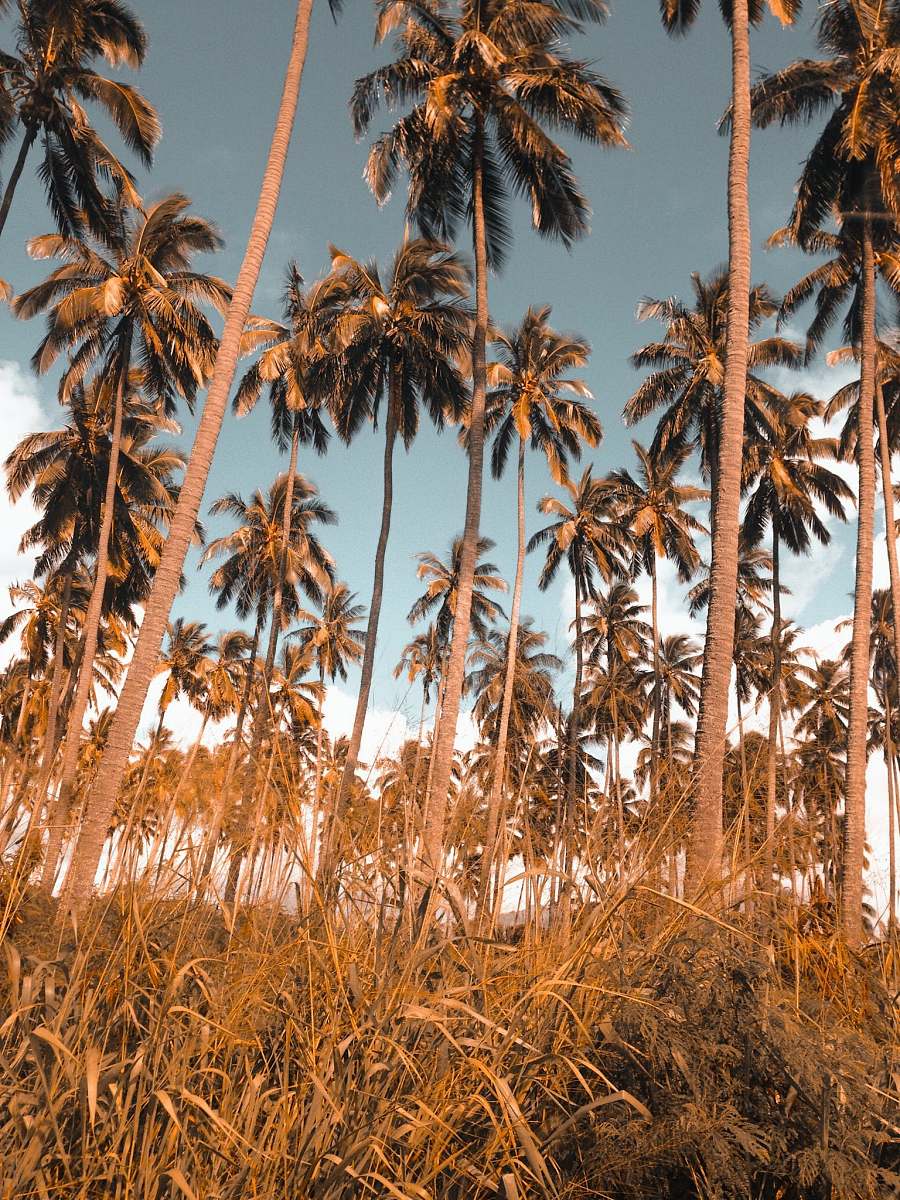 tree green palm trees on brown grass land under blue sky flora