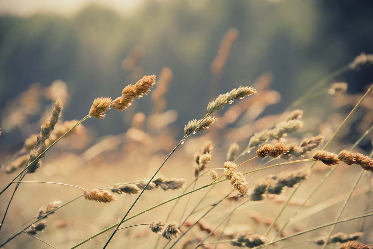 plant photo of green leaf plant wheat
