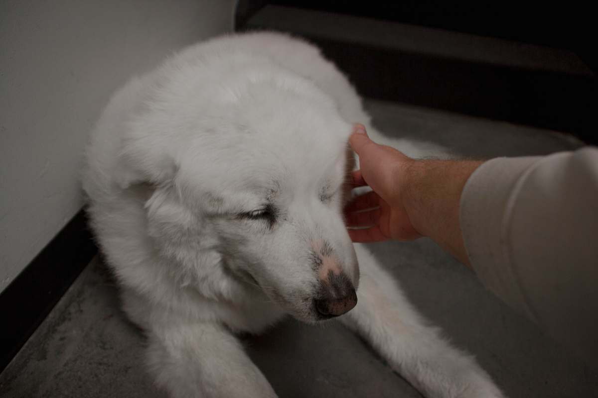 dog person touching lying dog animal